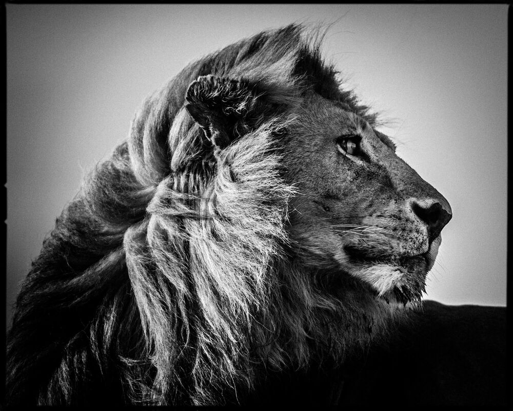 Tête de lion noir et blanc symbolisant la force intérieure et l’énergie vitale
